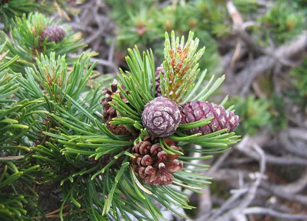 Types of Pine Cones