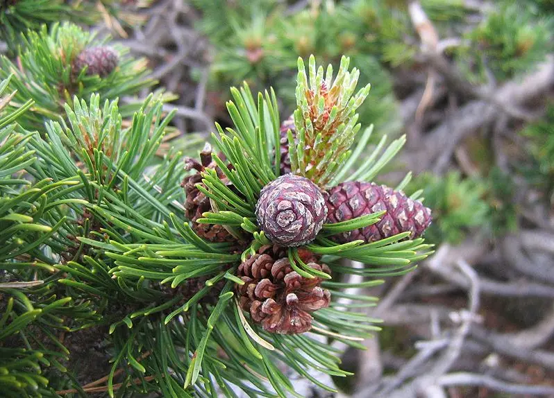 Types of Pine Cones