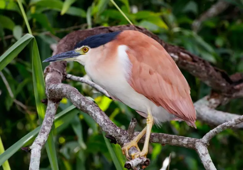 Types of Herons