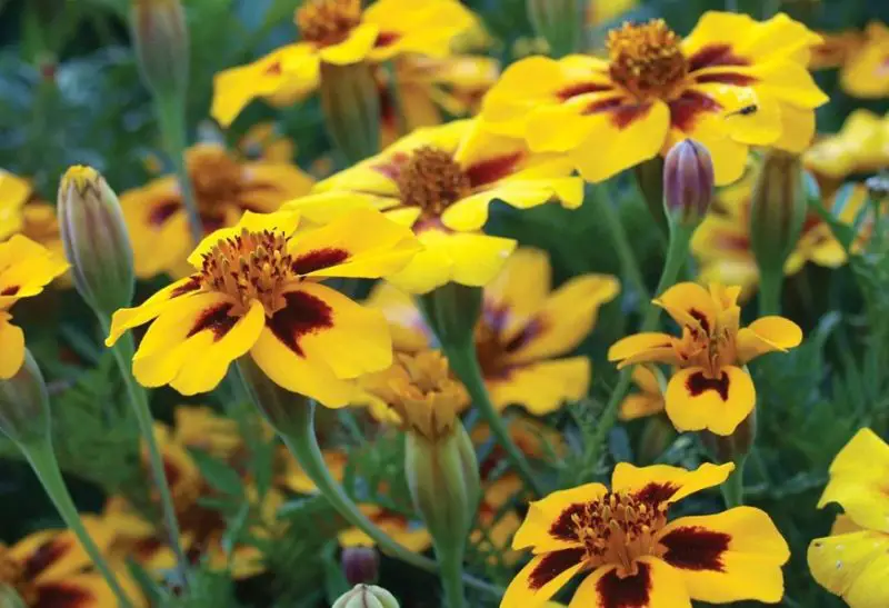 Types of Marigolds