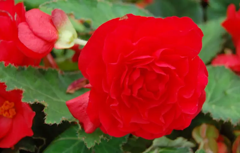 Types of Begonias