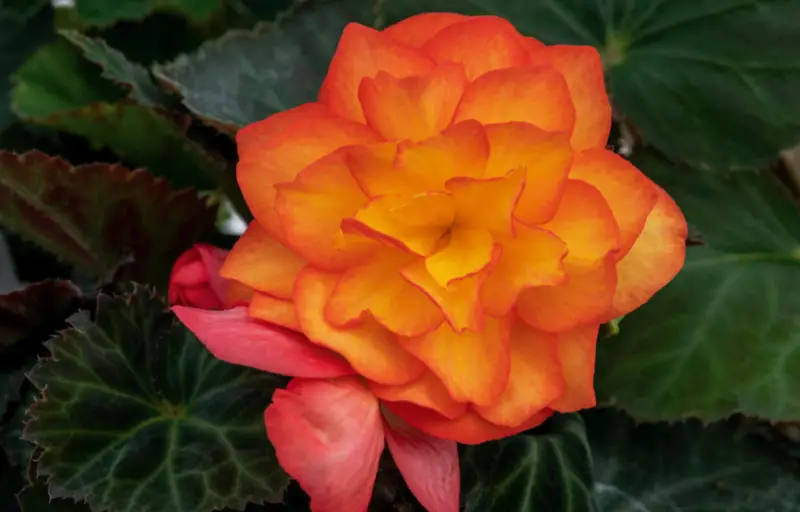 Types of Begonias