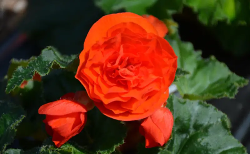 Types of Begonias