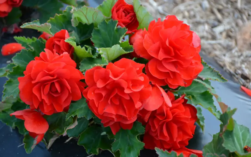 Types of Begonias