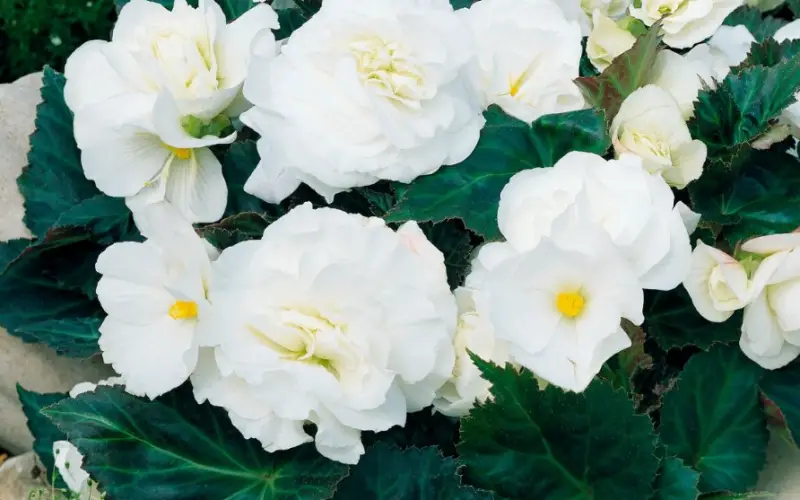 Types of Begonias