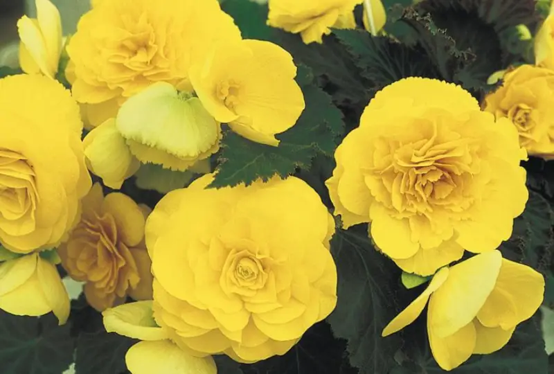 Begonia Varieties