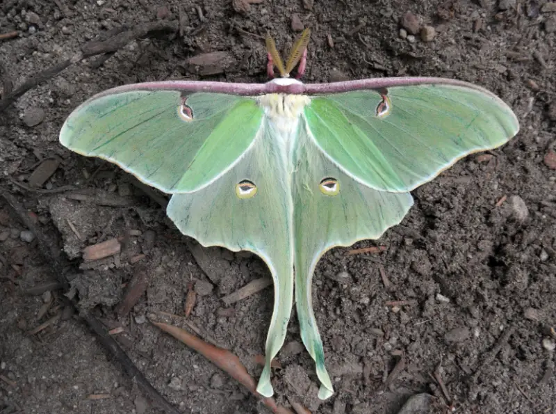 Florida Moths