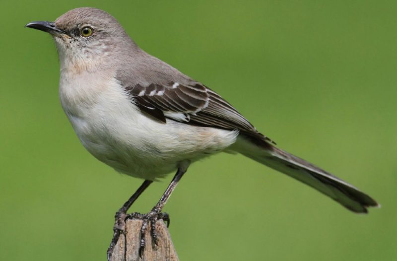 Birds in Georgia 