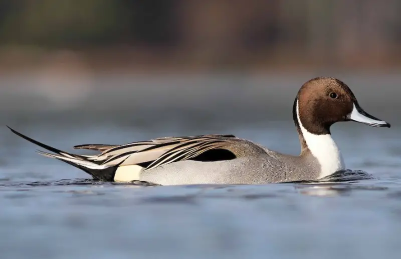 Ducks of Michigan