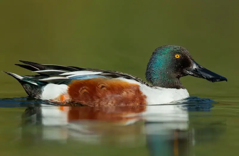 Ducks of Michigan