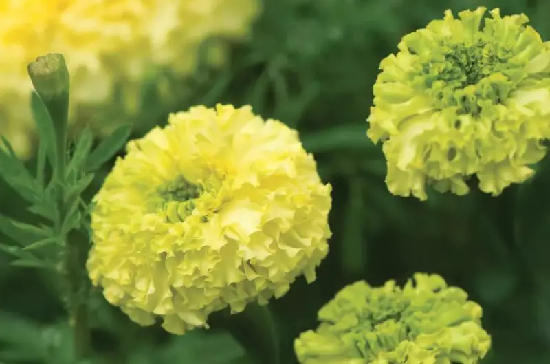 Types of Marigolds