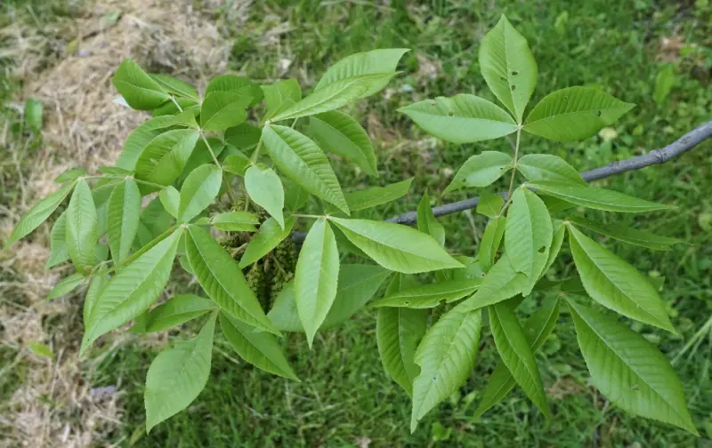 Types of Hickory Trees