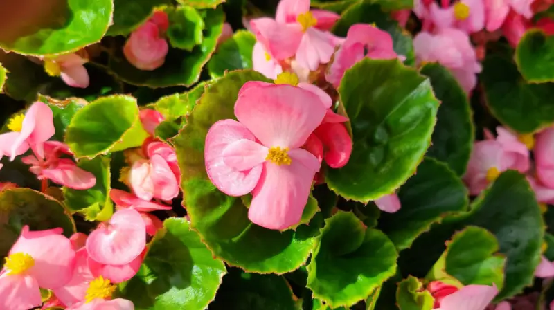 Types of Begonias