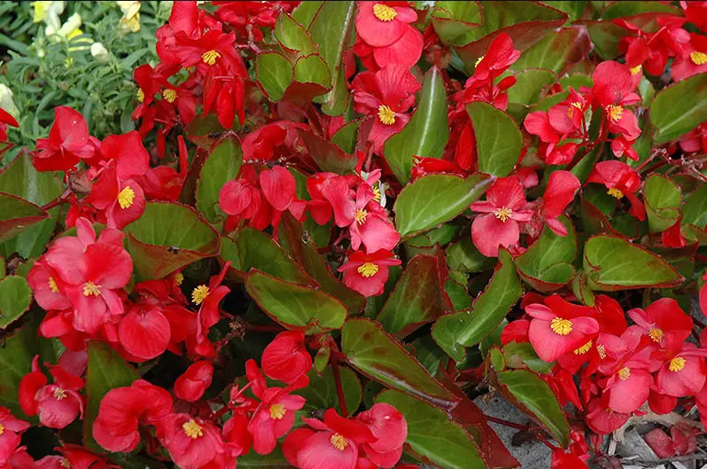 Types of Begonias