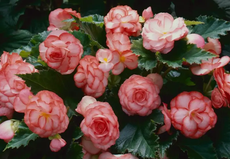 Types of Begonias