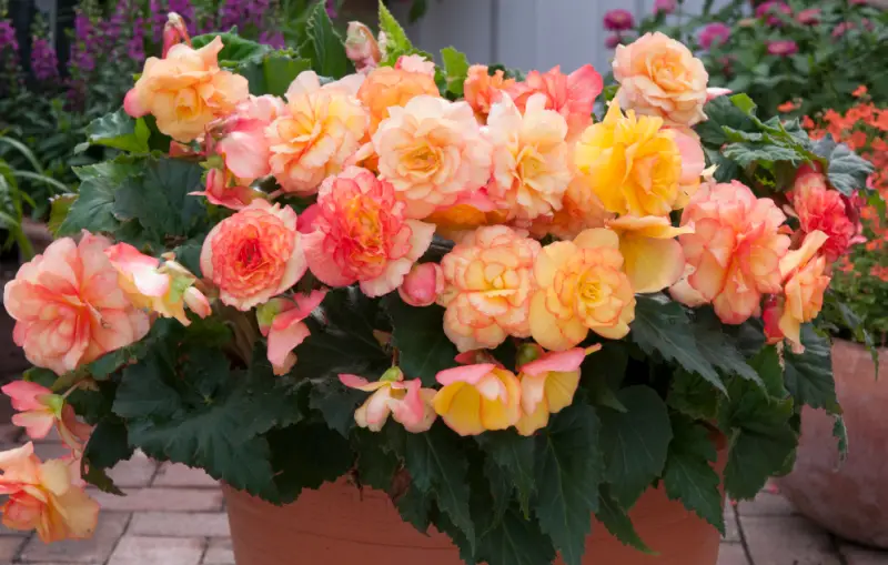 Begonia Varieties