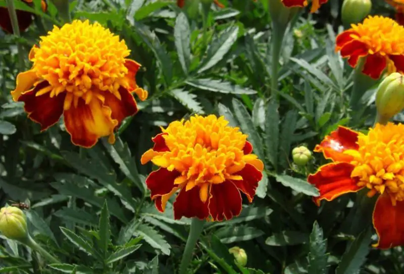 Types of Marigolds