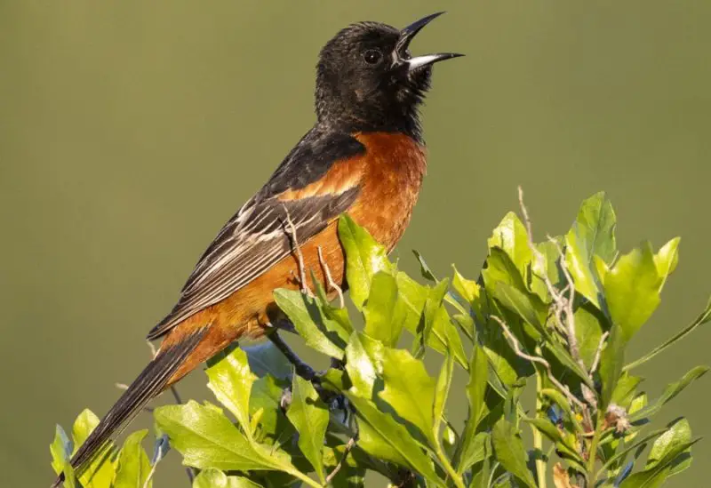 Types of Orioles