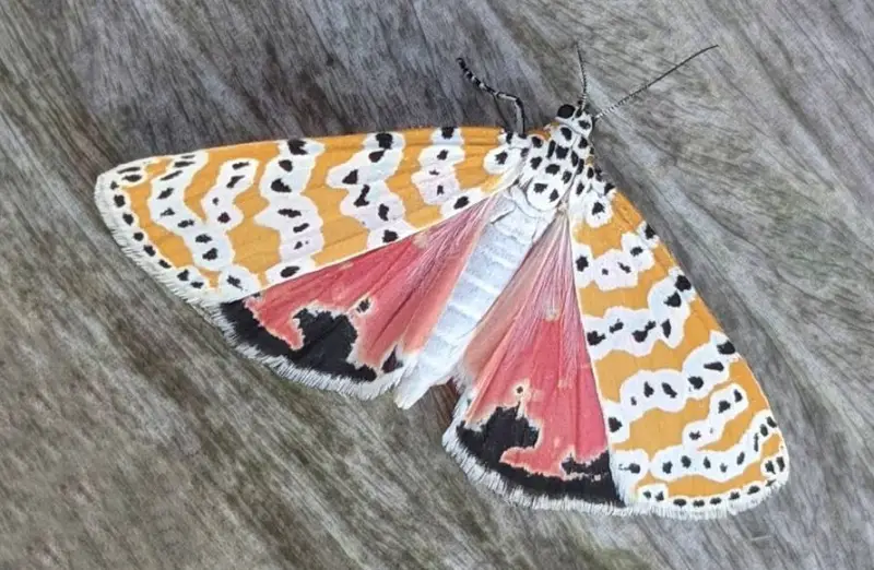 Florida Moths