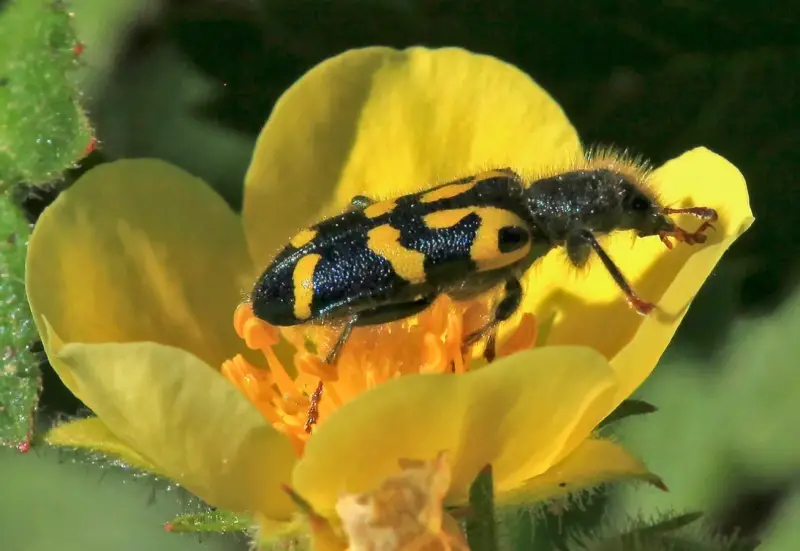 Yellow and Black Stripe Bug