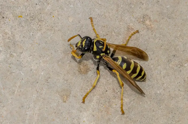 Yellow and Black Stripe Bug