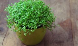 42 Best Terrarium Plants for Open or Closed Glass (with Pictures)