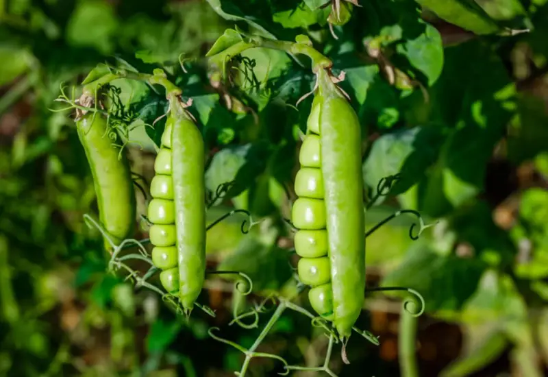 Zucchini Companion Plants