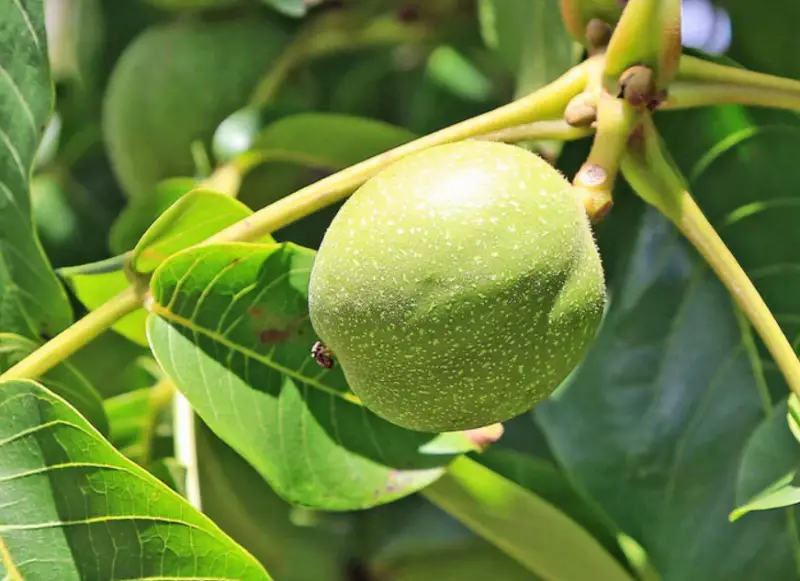 Types of Walnut Trees