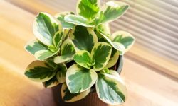 In-Depth Peperomia Plant Care and Cultivation Guide