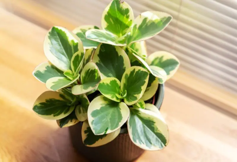 Peperomia Plant care