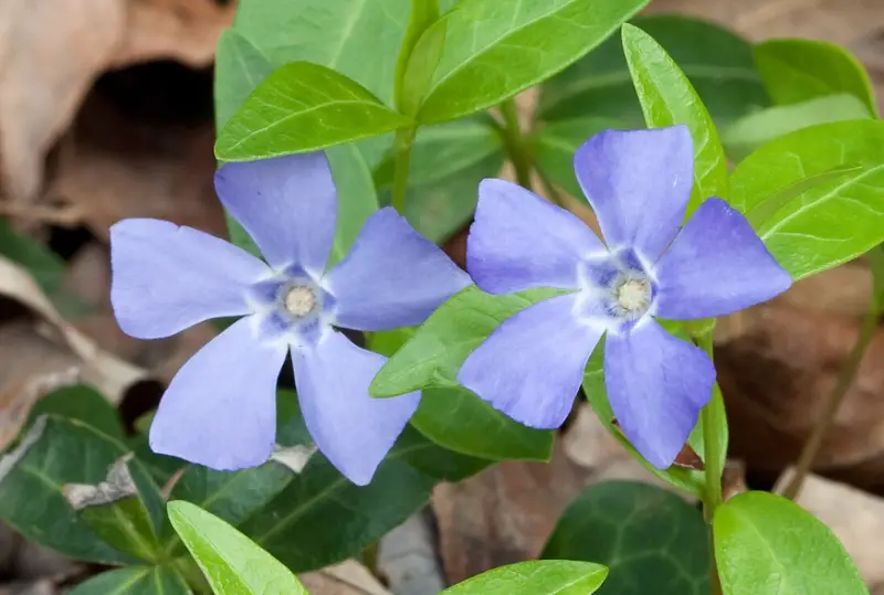 Baby Blue Flowers