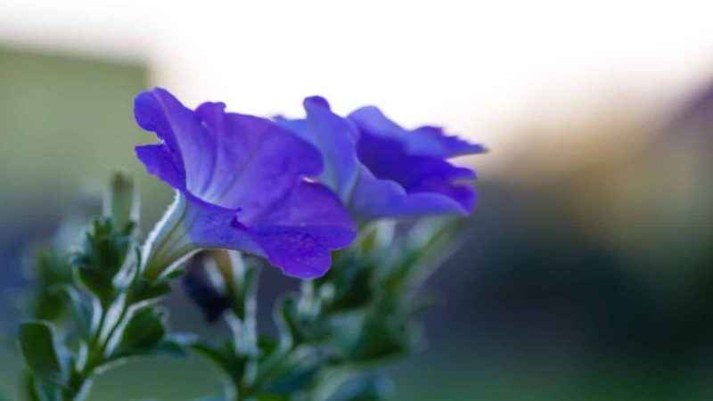 Baby Blue Flowers