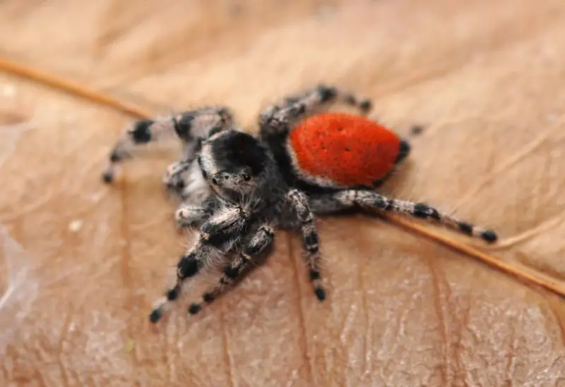 California Spiders