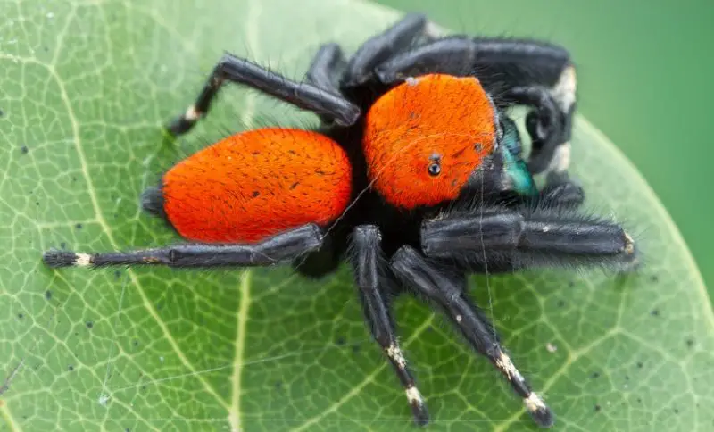 Arizona Spiders