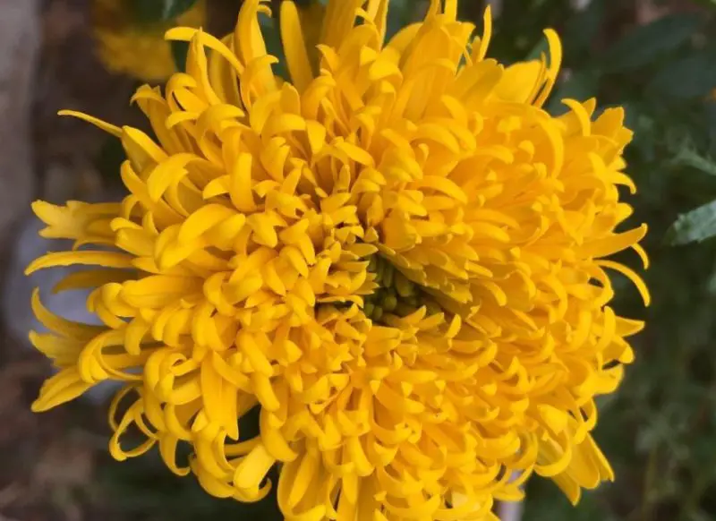 Types of Marigolds