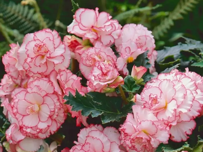 Begonia Varieties