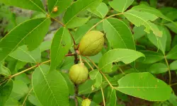 18 Types of Hickory Trees (Pictures and Leaves Identification)