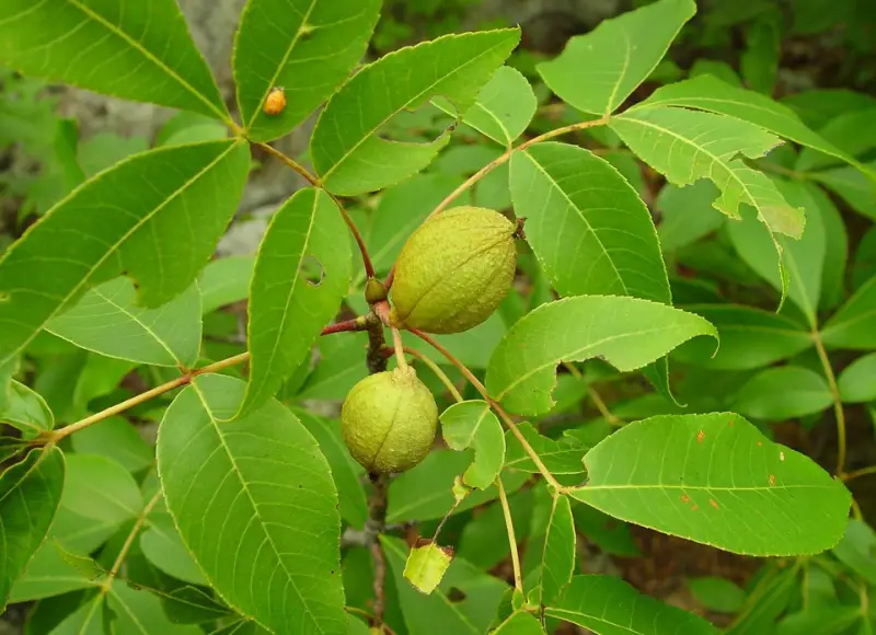 Types of Hickory Trees