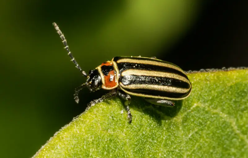 Yellow and Black Stripe Bug