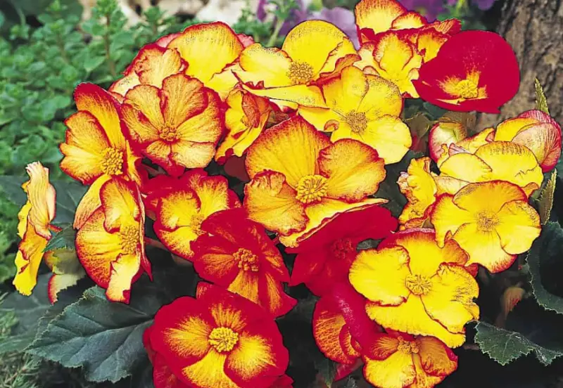 Begonia Varieties