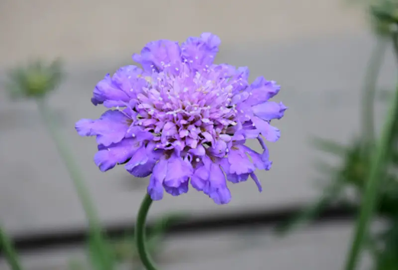 Baby Blue Flowers