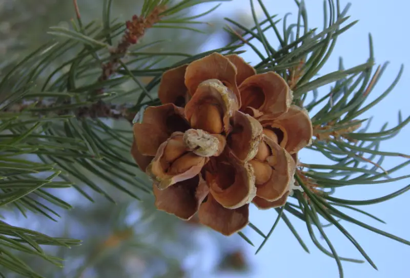 Types of Pine Cones