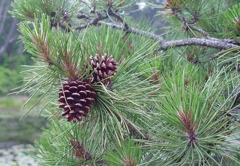 Types of Pine Cones