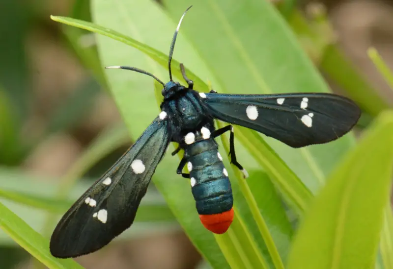 Florida Moths