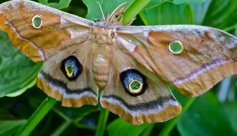 Florida Moths