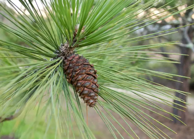 Types of Pine Cones