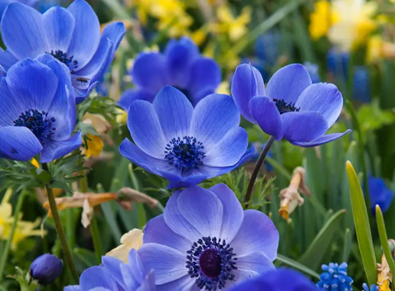 Baby Blue Flowers