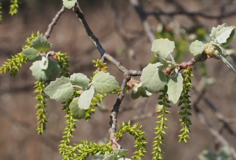 Poplar Tree leaves