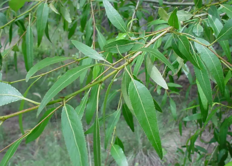 Poplar Tree leaves