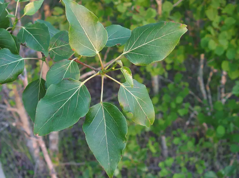 Poplar Tree leaves